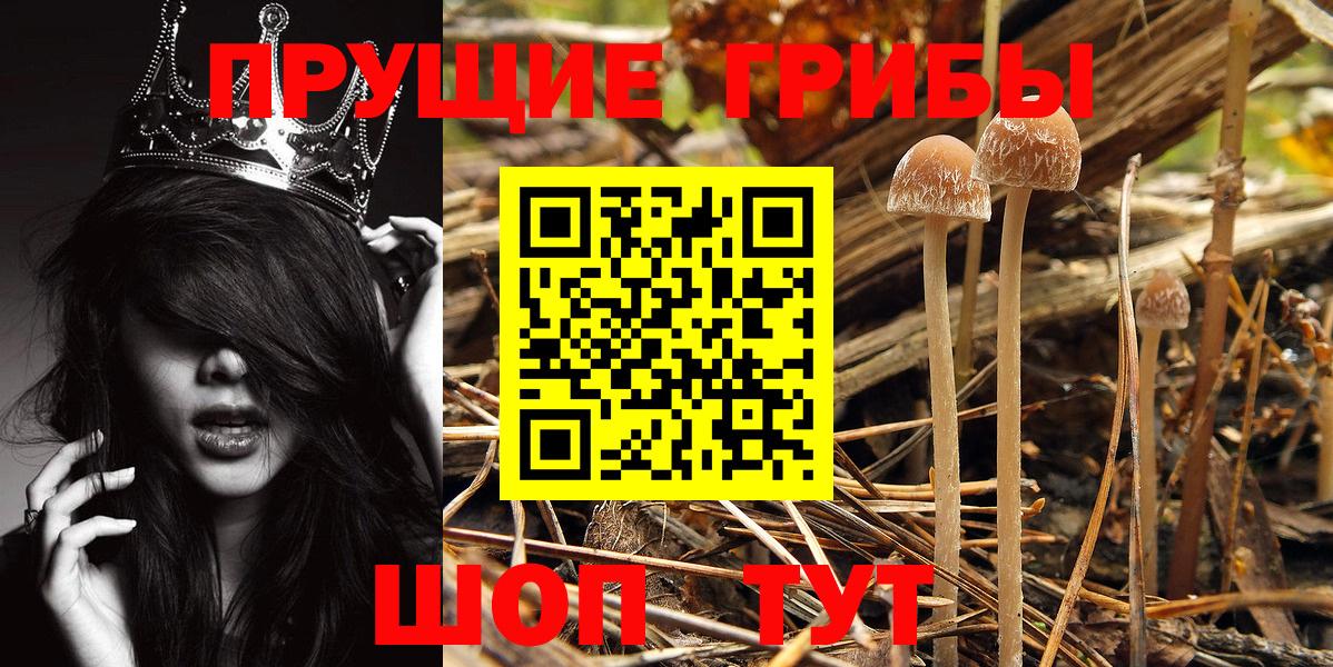Киров  Псилоцибиновые грибы Cubensis  Вход с VPN 